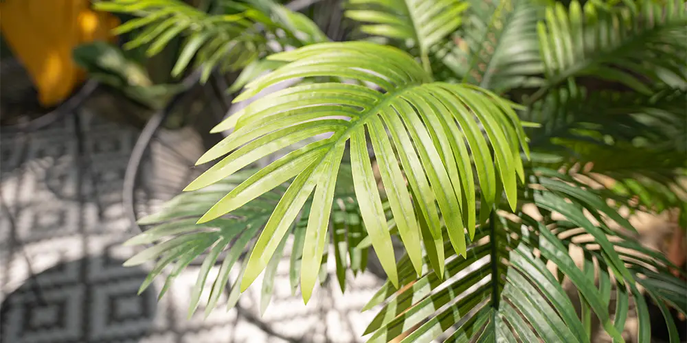 EUROPALMS Tropical Flair jungle thicket